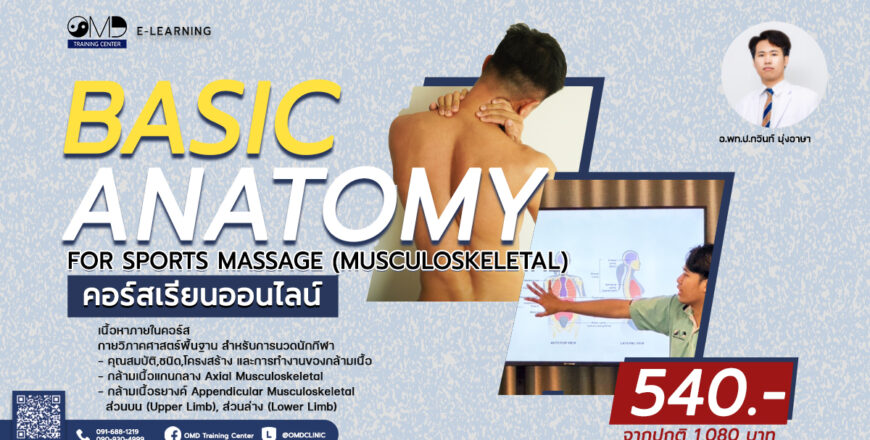 Online2 - Basic Anatomy for Sports Massage.jpg